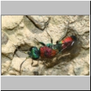 Chrysis viridula - Goldwespe 06c 8-9mm Tongrube-OS-Wallenhorst.jpg